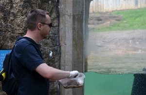 Steve feeding North American River Otters