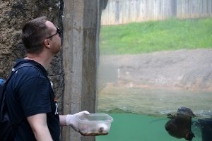 Steve feeding North American River Otters