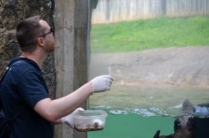 Steve feeding North American River Otters