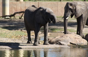 African Elephant & Habitat
