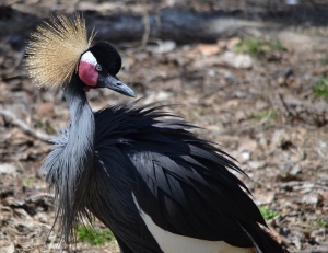 African Crowned Crane