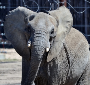 African Elephant