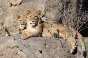 African Lions 2