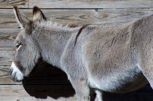 African Miniature Donkey