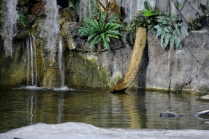 Alligator Snapping Turtle Habitat