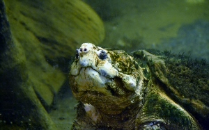 Alligator Snapping Turtle