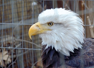 American Bald Eagle