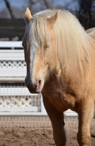 American Cream Draft Horse