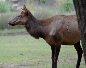 American Elk 2