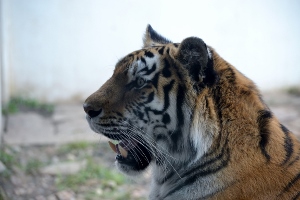 Amur Tiger 2