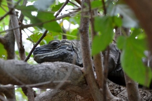 Argentine Tegu