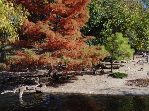 Asian Garden (Fall)