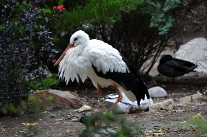 Asian Gardens and Birds 2