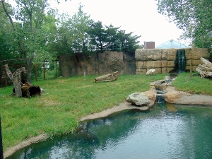 Black Bear Habitat