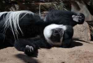 Black & White Colobus Monkey