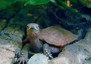 Black-breasted Leaf Turtle