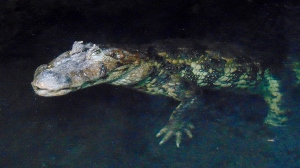 Broad Snouted Caiman