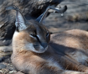 Caracal