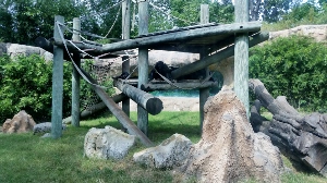 Chimpanzee Habitat