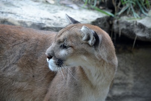 Cougar 2