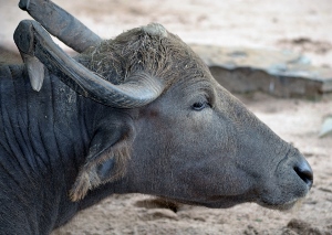 Domesticated Water Buffalo