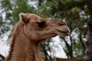 Dromedary Camel