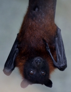 Fruit Bat