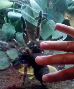 Goliath Bird-eating Spider