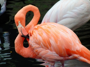 Greater Flamingo 2