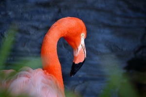 Greater Flamingo