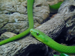 Green Mamba