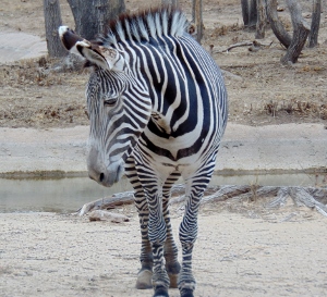 Grevy's Zebra