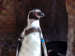 Humbolt Penguin