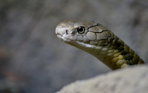 King Cobra