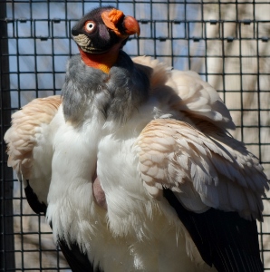 King Vulture