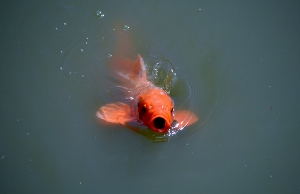 Koi