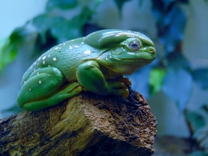 Magnificent Tree Frog