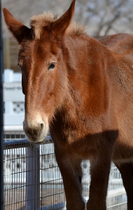 Mammoth Mule