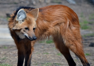 Maned Wolf