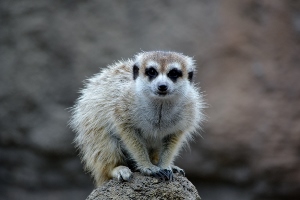 Meerkat 3