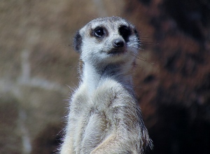 Meerkat 7