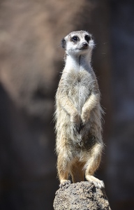 Meerkat