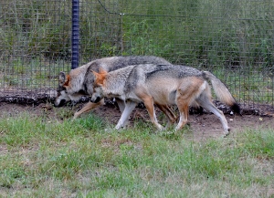 Mexican Grey Wolves