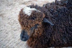 Navajo Churro Sheep