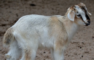 Nigerian Dwarf Goat