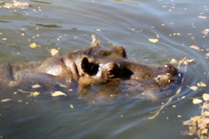 Nile River Hippo