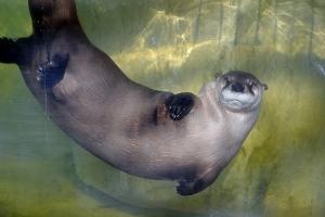 North American River Otter