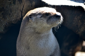 North American River Otter 2