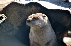 North American River Otter