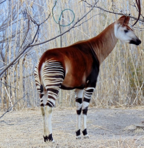 Okapi